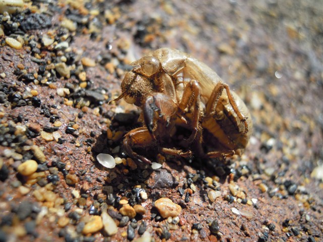 Exuvia di Lyristes plebejus