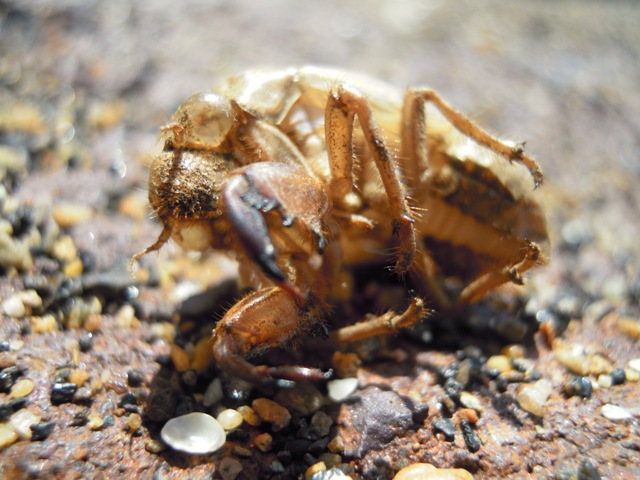 Exuvia di Lyristes plebejus