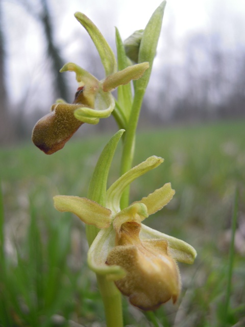 Ophrys sphegodes 