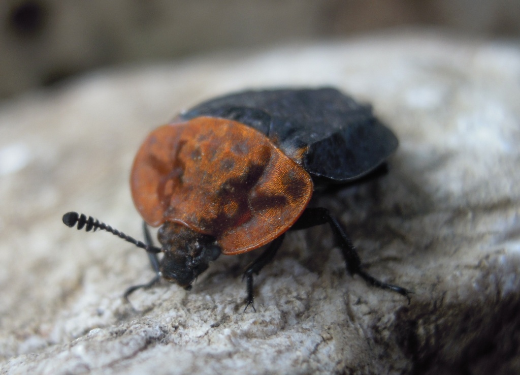 Oiceoptoma thoracicum (Silphidae)