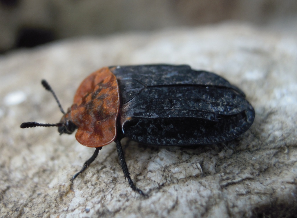 Oiceoptoma thoracicum (Silphidae)