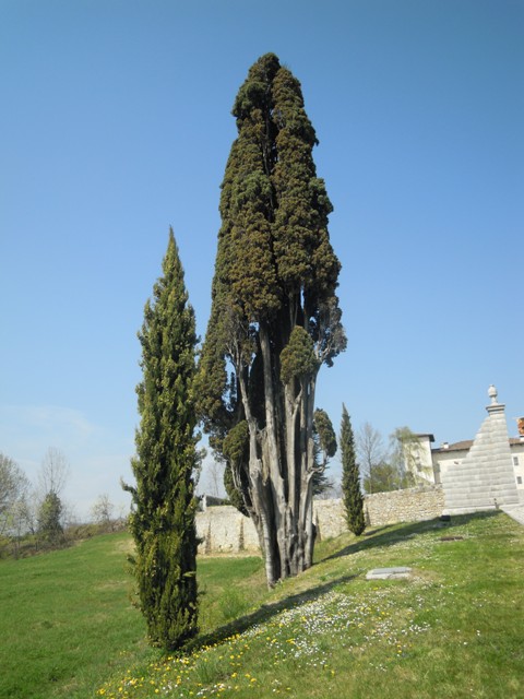 Cipresso del castello di Susans