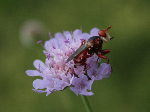 Da identificare dittero rosso