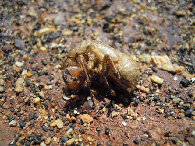 Exuvia di Lyristes plebejus