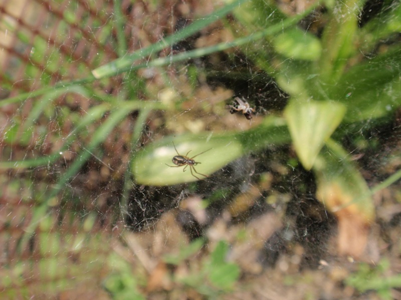 Frontinellina frutetorum