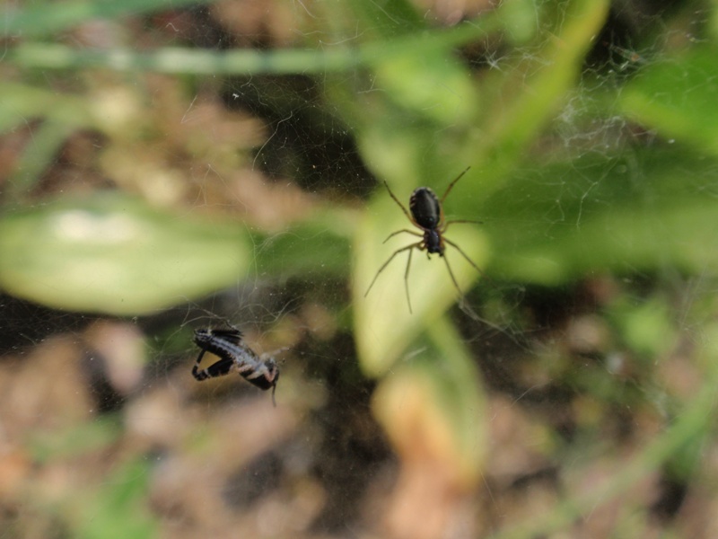 Frontinellina frutetorum