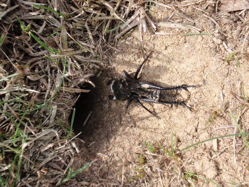 grillo talpa No, Gryllus campestris (exuvia)