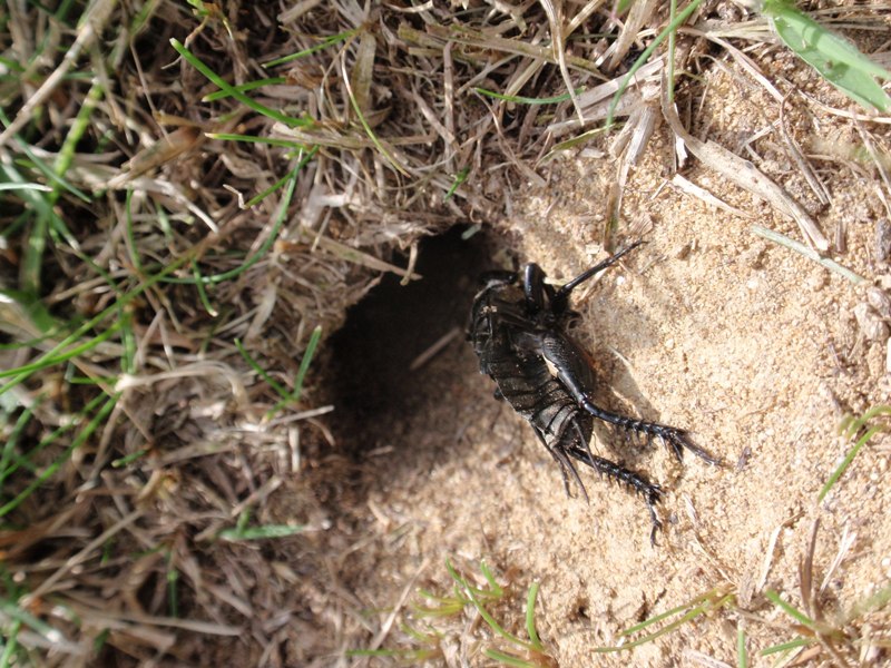 grillo talpa No, Gryllus campestris (exuvia)