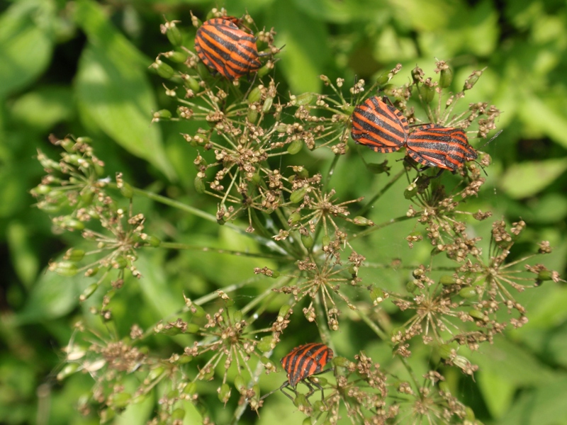 Pentatomidae: Graphosoma lineatum italicum del Piemonte