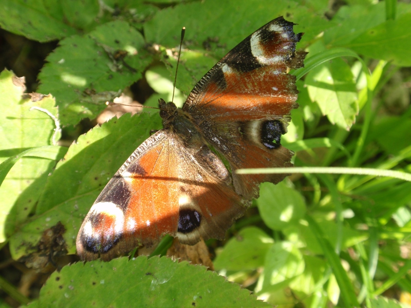 Aglais io