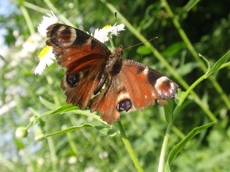 Aglais io