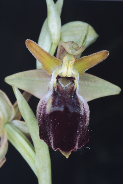 Ibrido di Ophrys dinarica