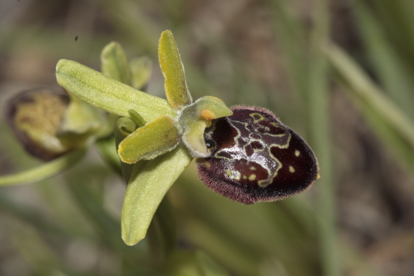 Ophrys argentaria