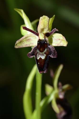 O.minipassionis x O. insectifera