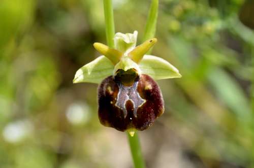 O.holosericea s.l. x O. passionis majellensis