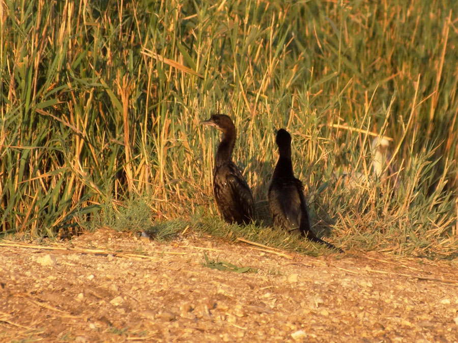 Incontri nelle Paludi sipontine ( Oasi Lago Salso )