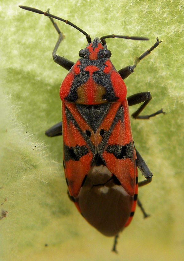 Lygaeidae delle saline pugliesi: Spilostethus pandurus