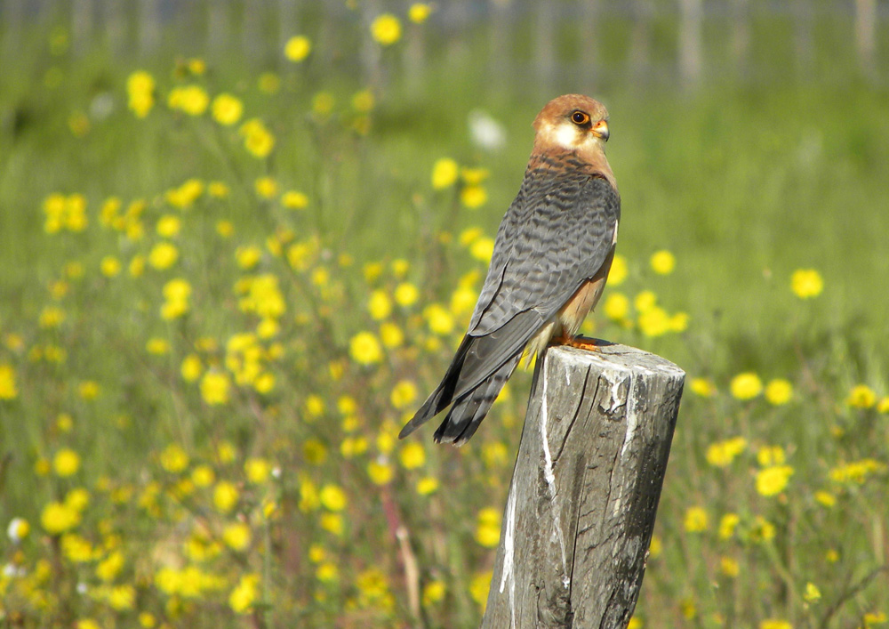 Falco cuculo ( femmina adulta )