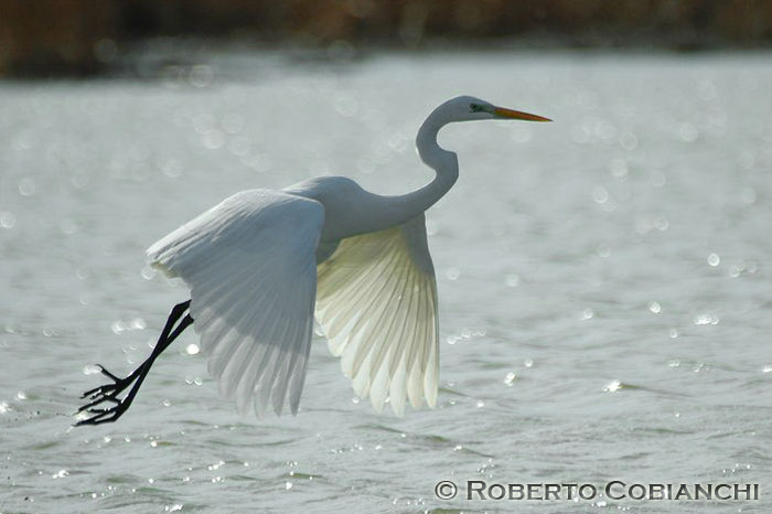 Airone bianco maggiore - Casmerodius albus