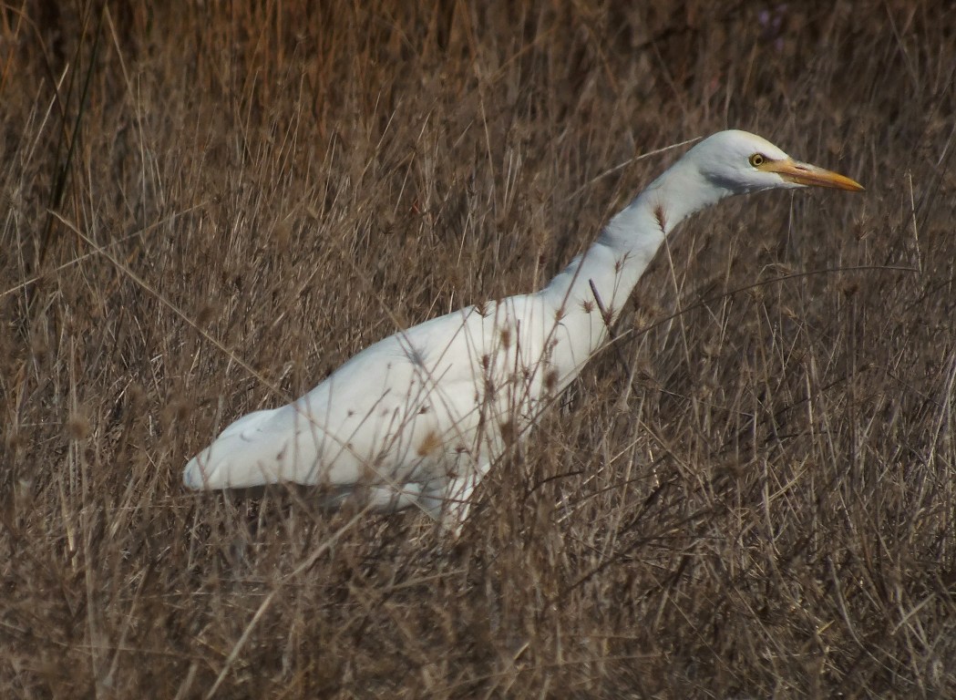 Aironi guardabuoi....