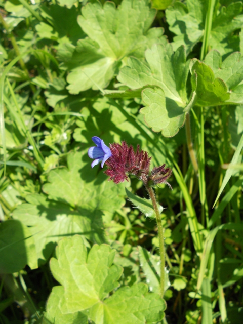 Anchusella cretica