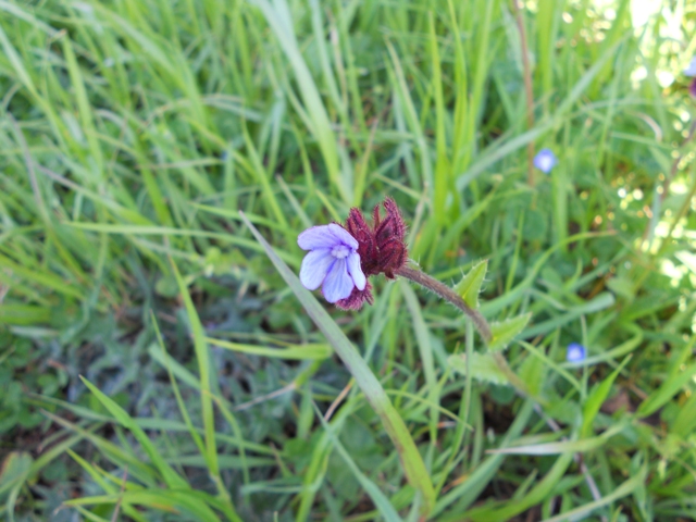 Anchusella cretica