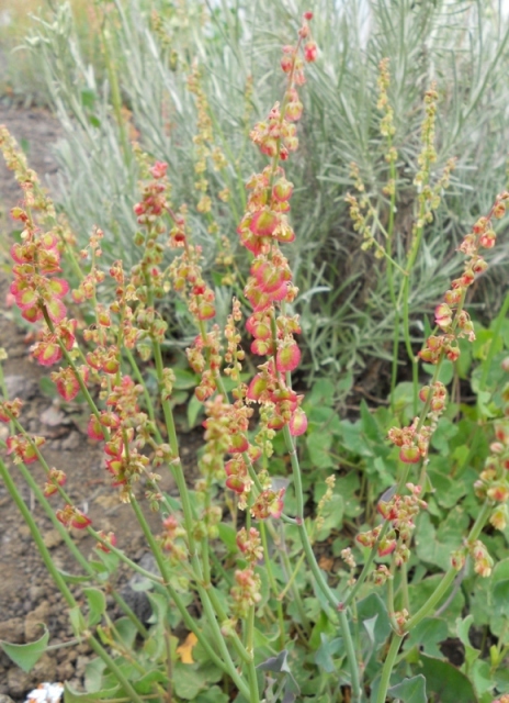 Rumex scutatus