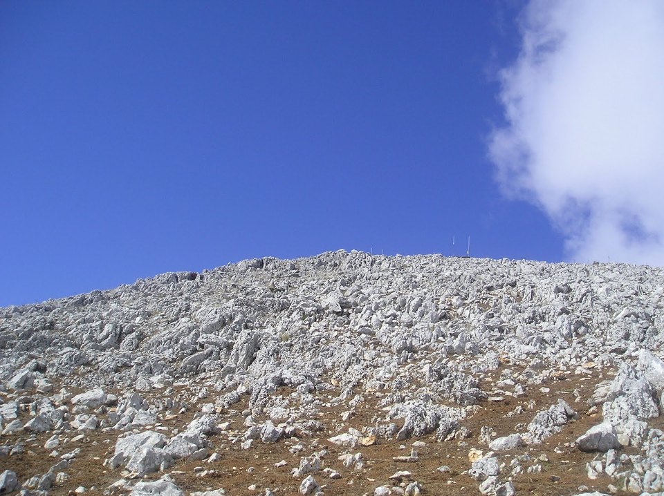 Tarabusino giovane Monte Sparagio (Trapani)