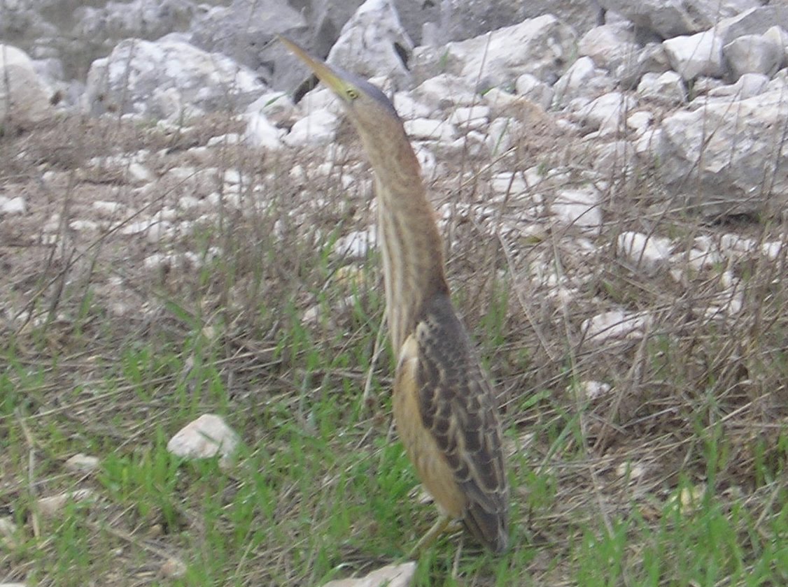 Tarabusino giovane Monte Sparagio (Trapani)