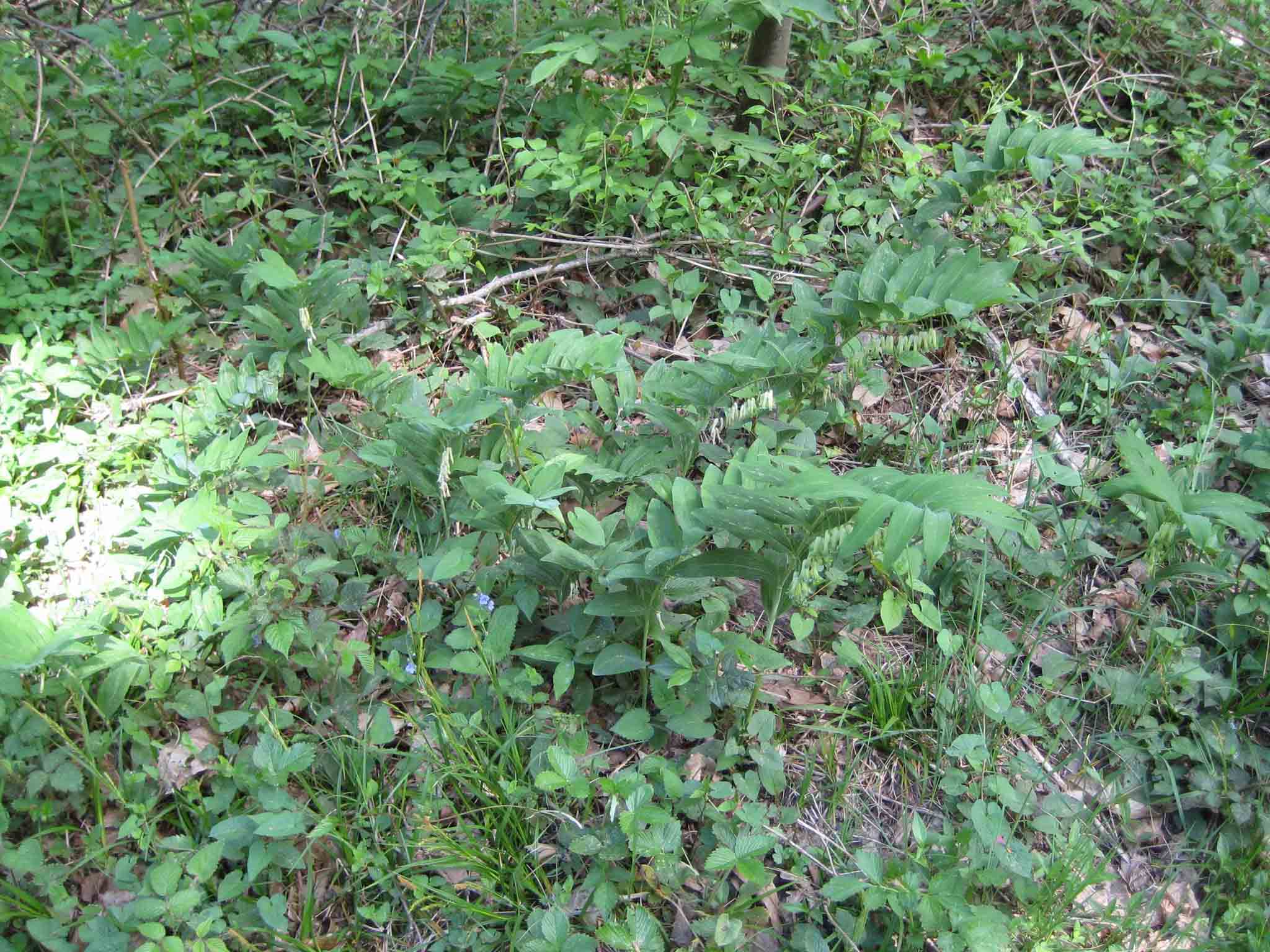 Polygonatum multiflorum