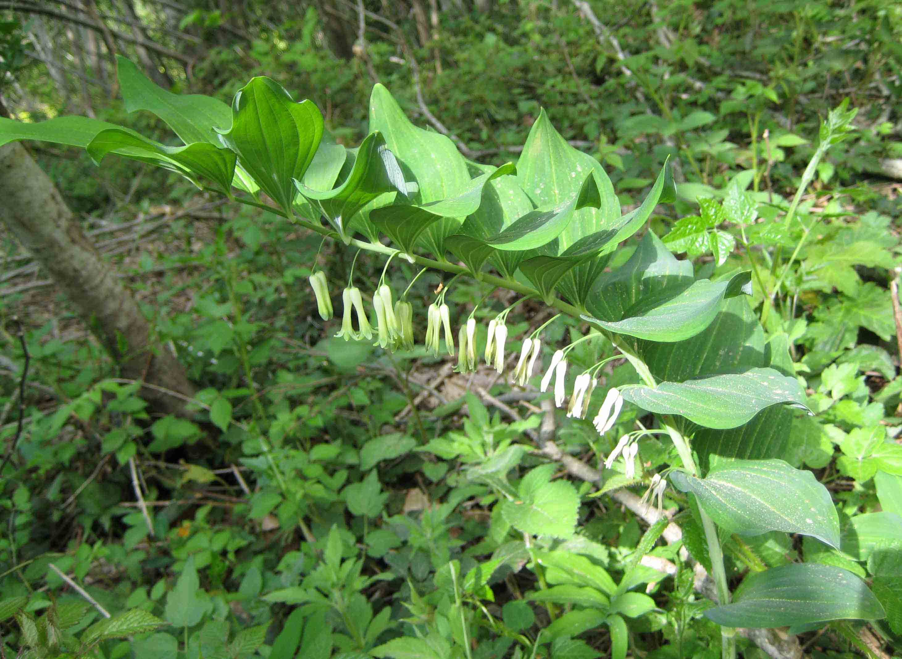 Polygonatum multiflorum