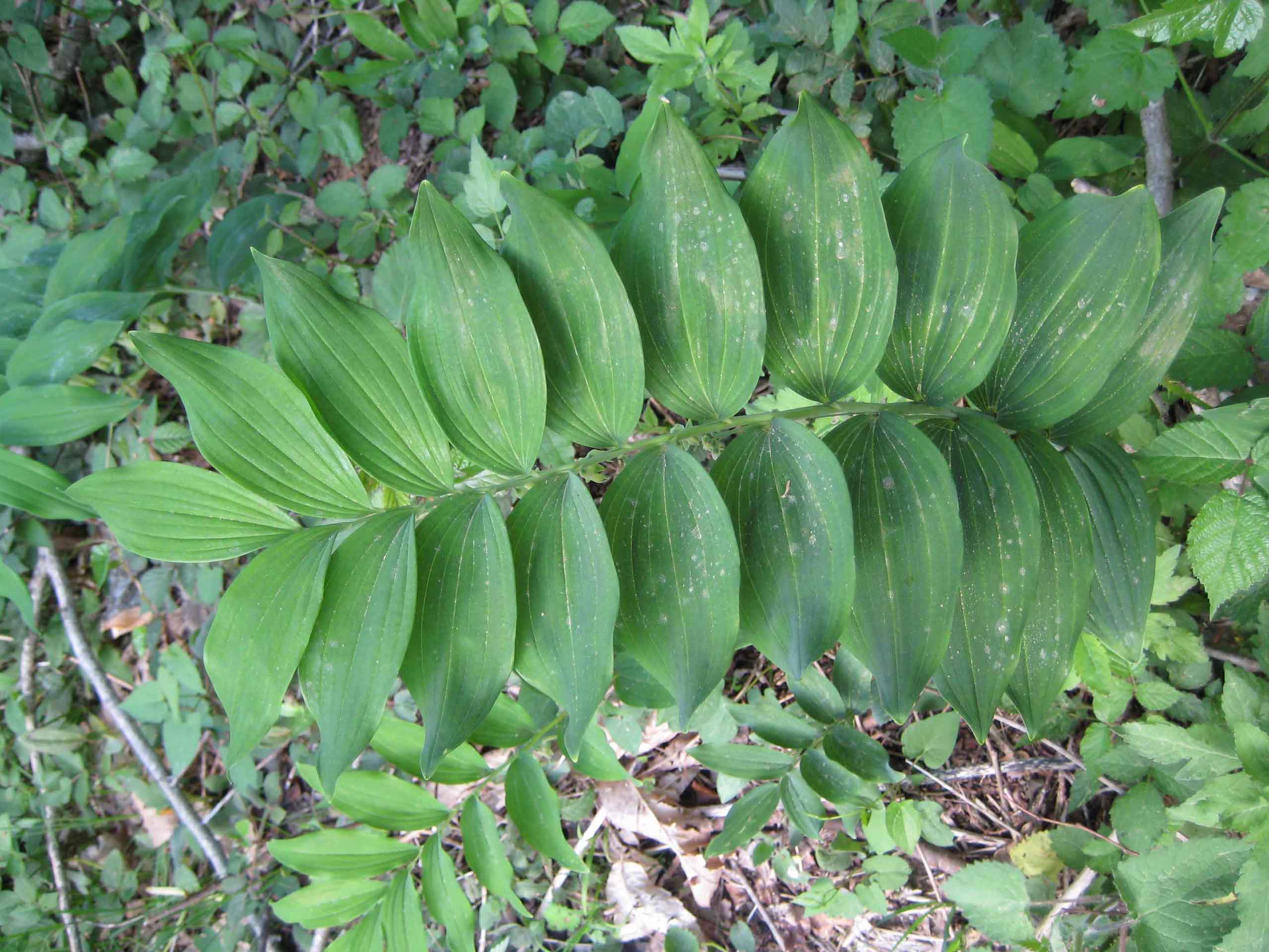 Polygonatum multiflorum