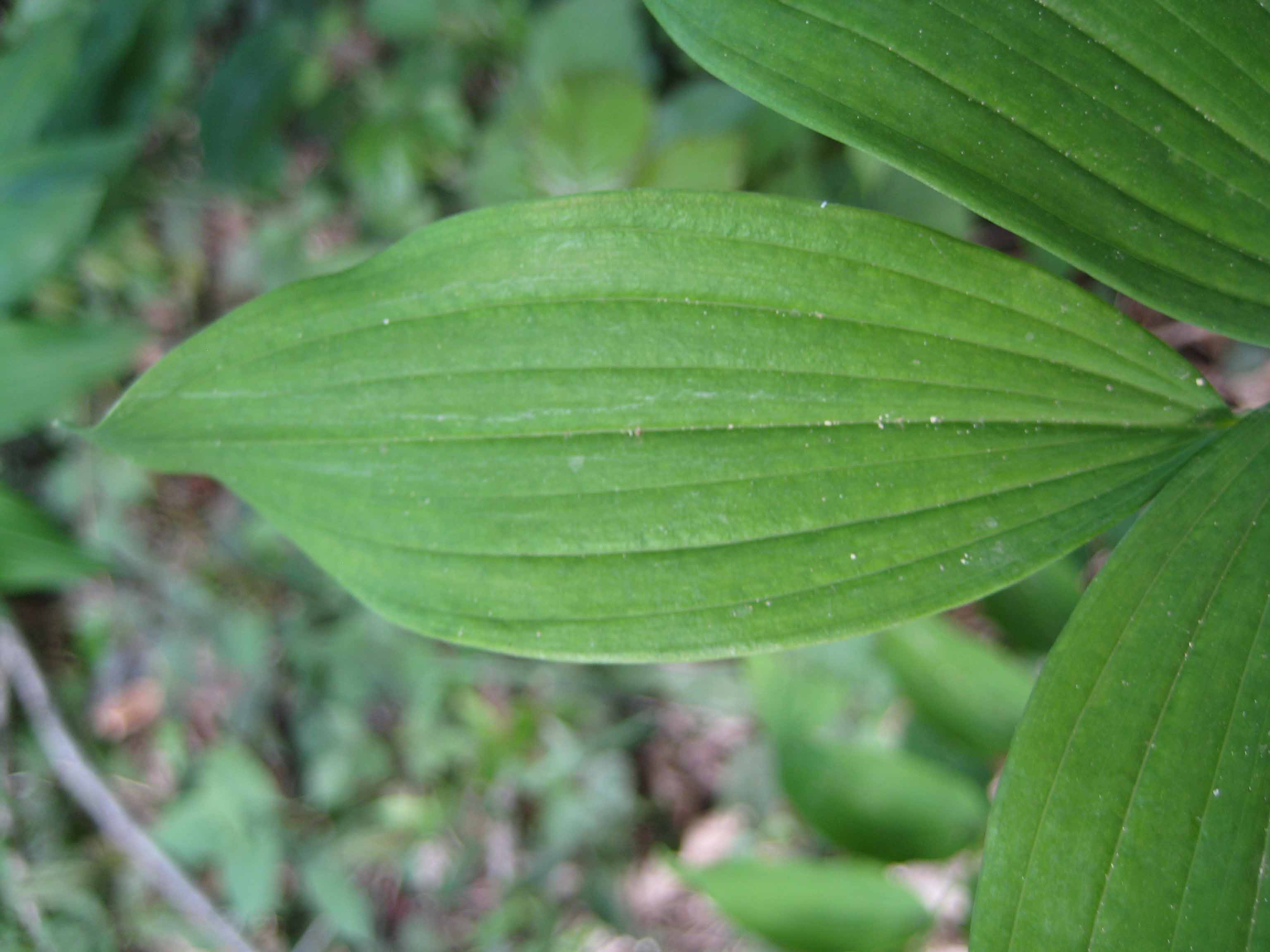 Polygonatum multiflorum