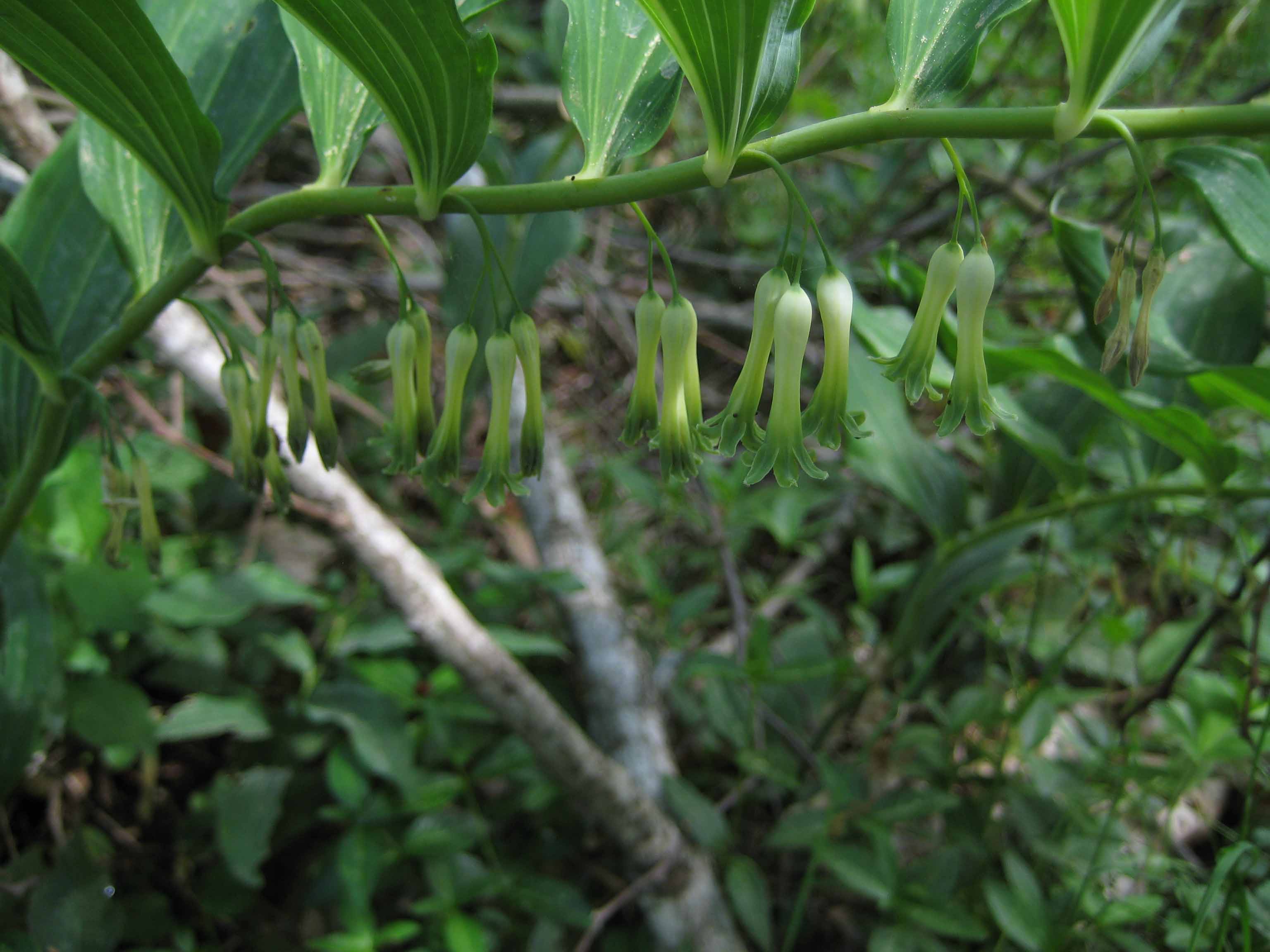 Polygonatum multiflorum