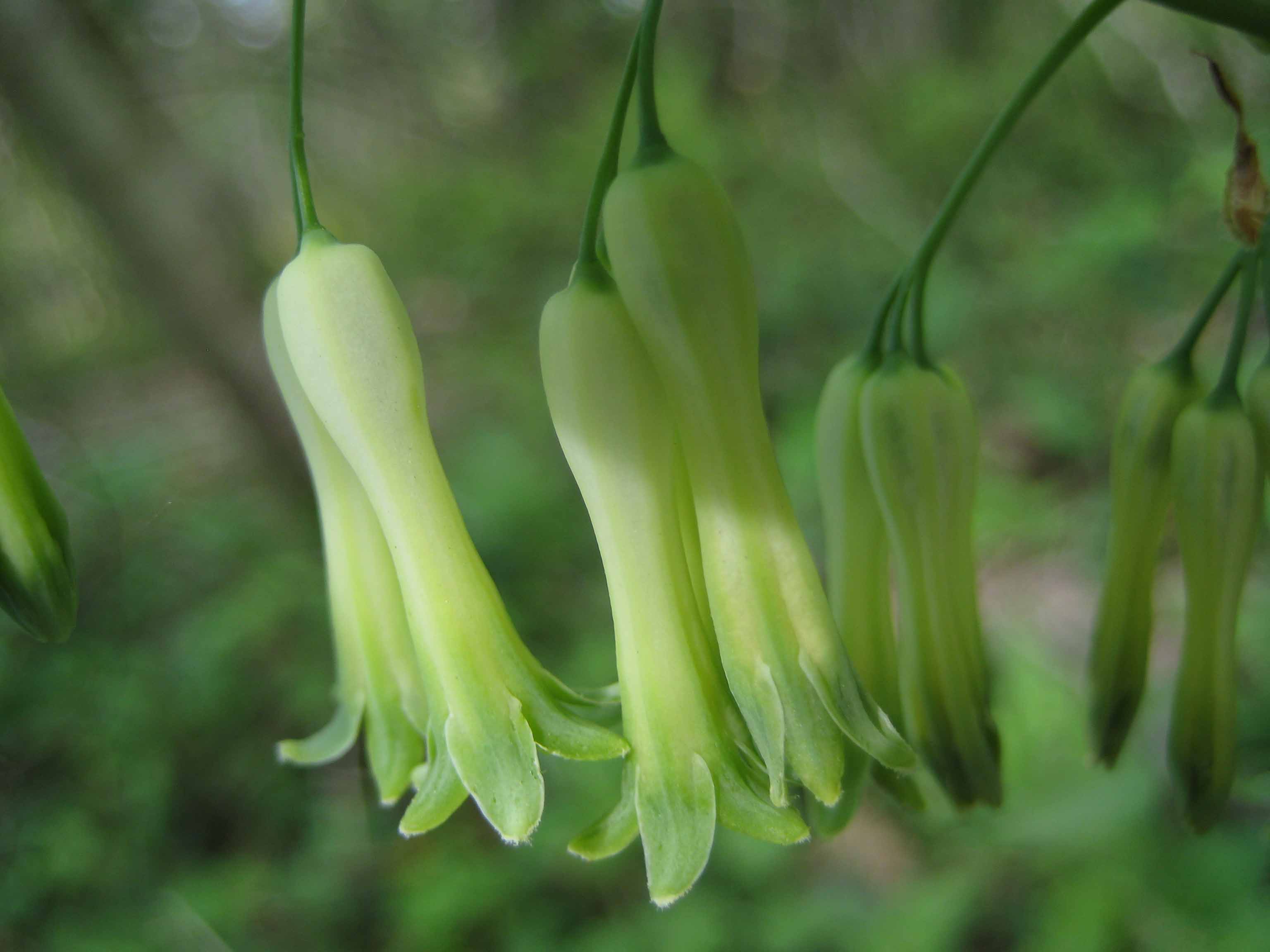 Polygonatum multiflorum