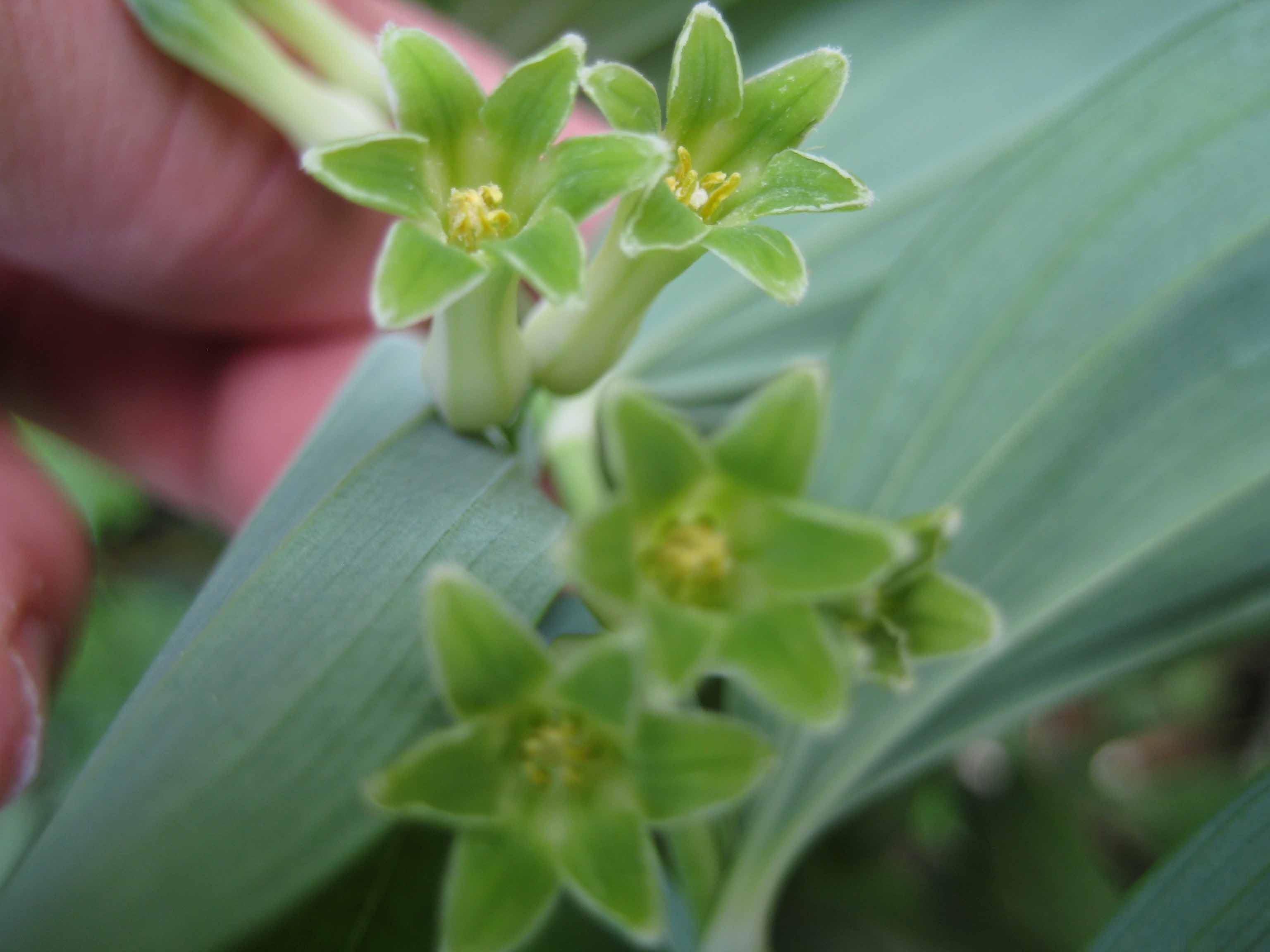 Polygonatum multiflorum