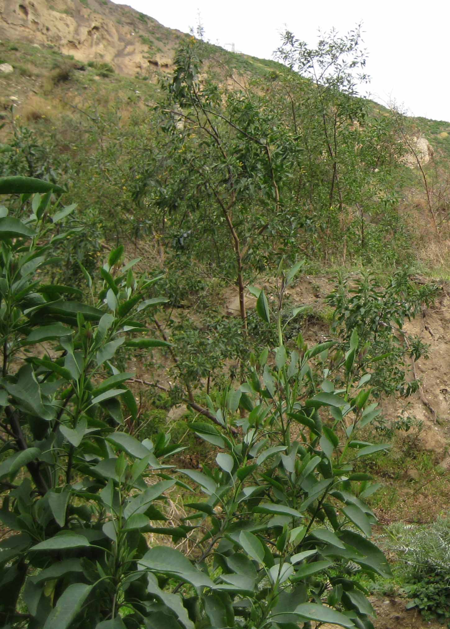 Nicotiana glauca / Tabacco glauco