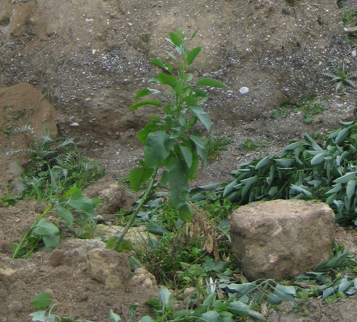 Nicotiana glauca / Tabacco glauco