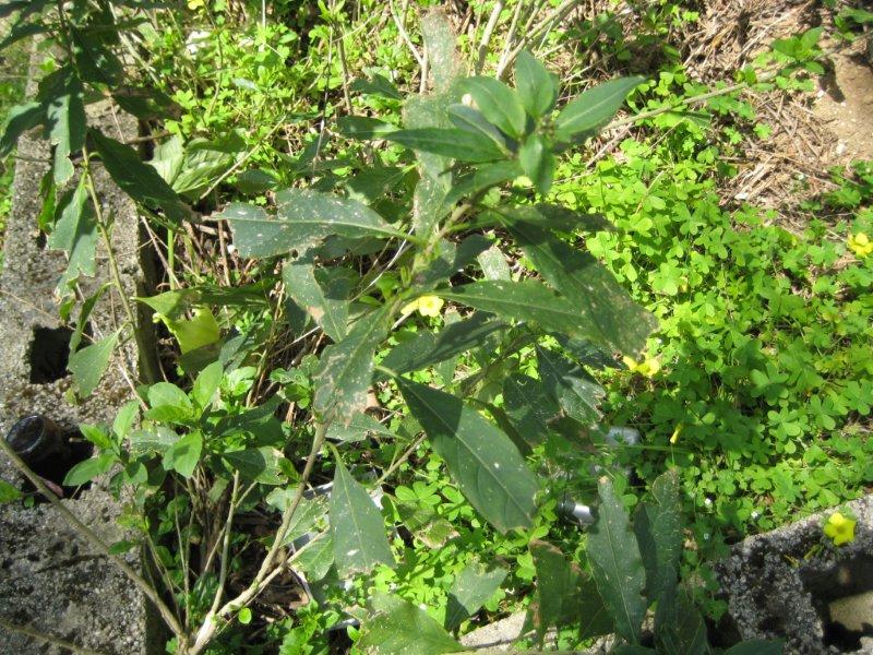 Riconoscimento pianta infestante - Cestrum parqui