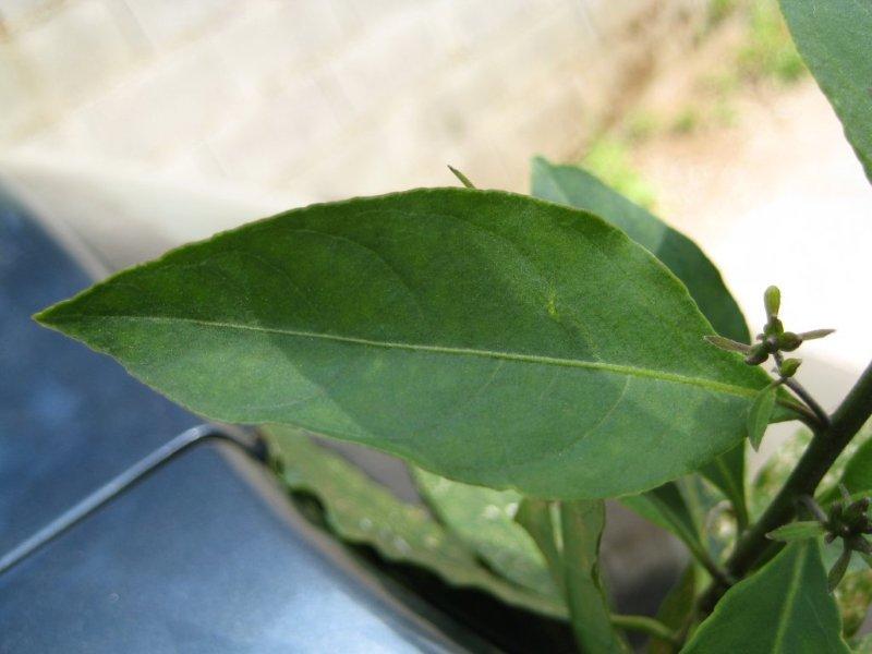 Riconoscimento pianta infestante - Cestrum parqui