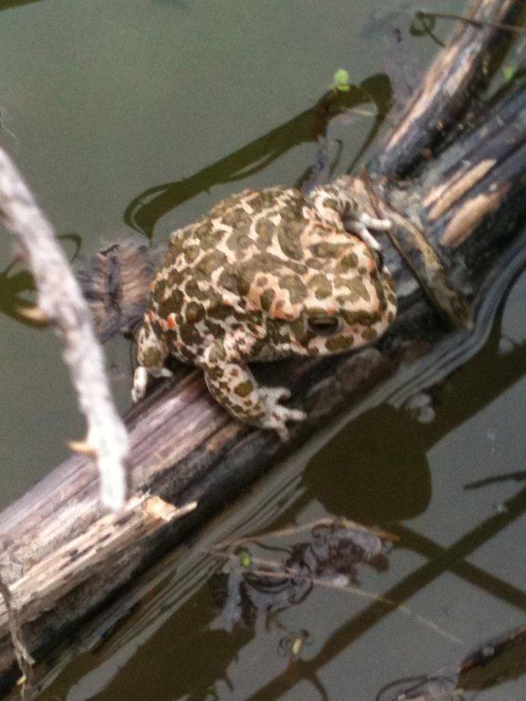 Salvataggio rane! Bufotes balearicus - Hyla intermedia