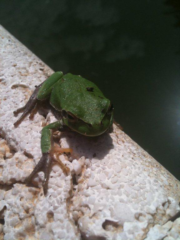 Salvataggio rane! Bufotes balearicus - Hyla intermedia