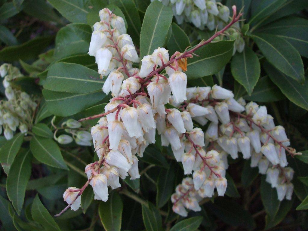 Pieris japonica