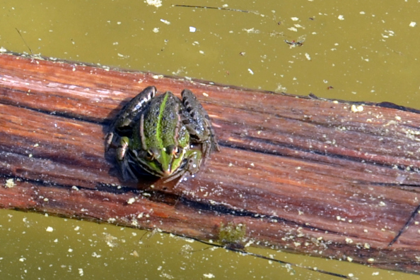 Rana da identificare - Pelophylax sp.