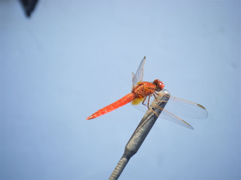 Crocothemis erythraea maschio