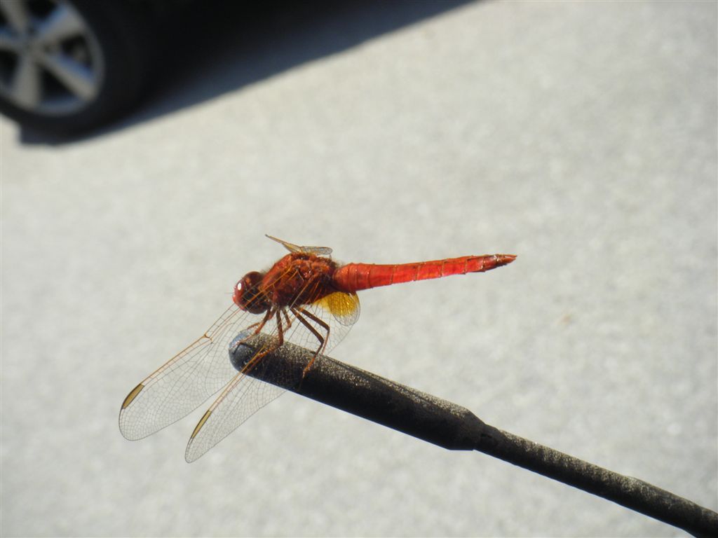 Crocothemis erythraea maschio