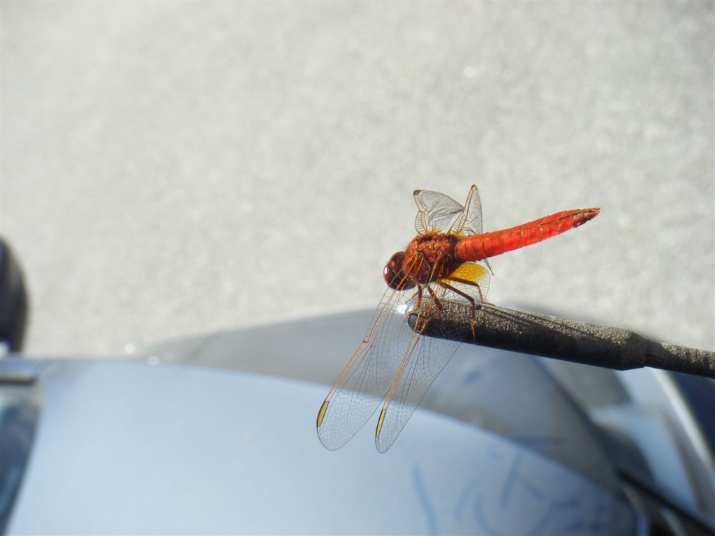 Crocothemis erythraea maschio