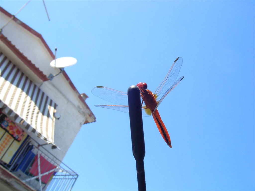 Crocothemis erythraea maschio