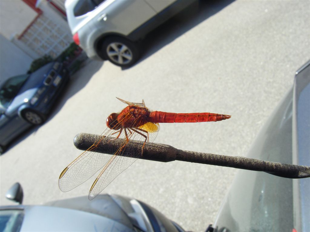 Crocothemis erythraea maschio