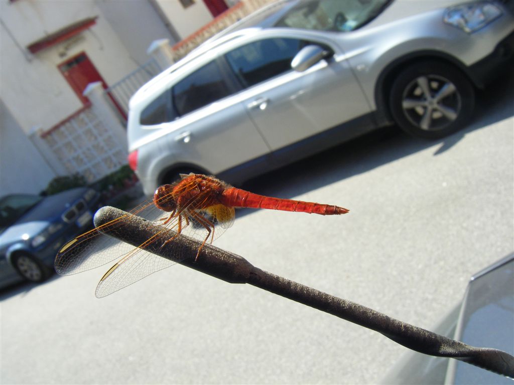 Crocothemis erythraea maschio